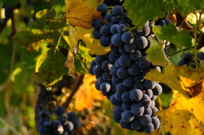 grapes-4290308_1280